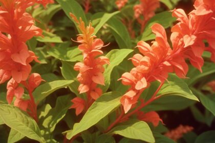 Shrimp Plant