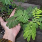 mimosa hostilis