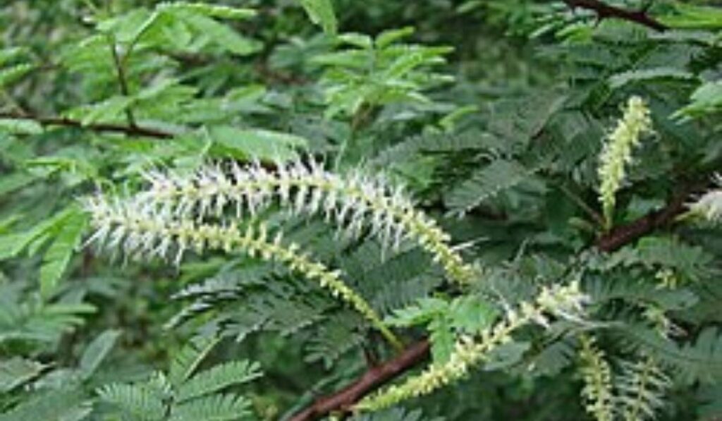 mimosa hostilis