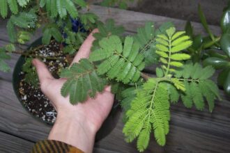 mimosa hostilis