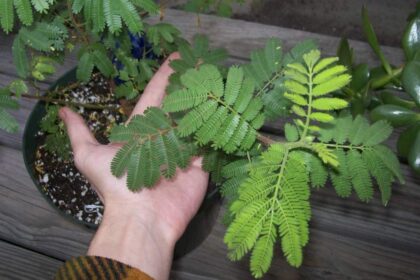 mimosa hostilis