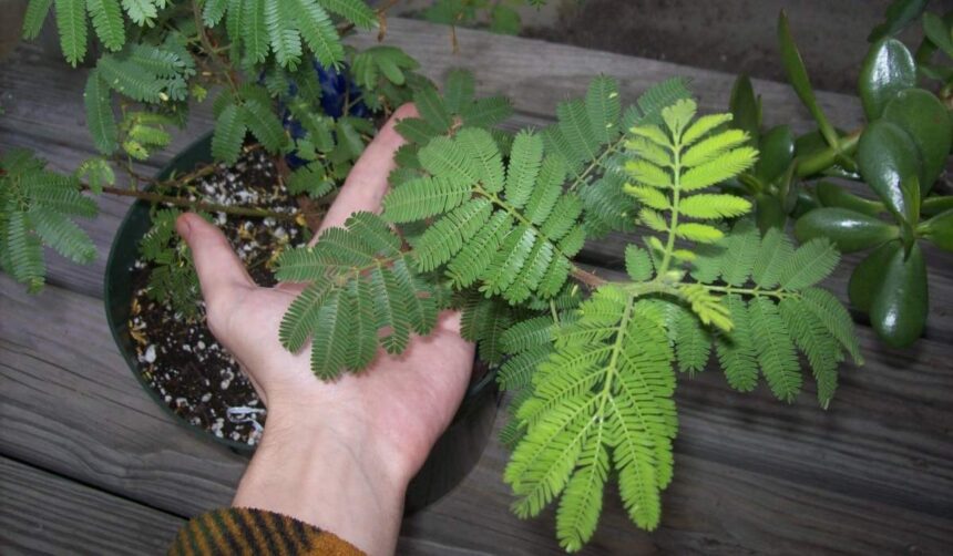 mimosa hostilis