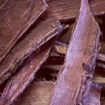 mimosa hostilis root bark