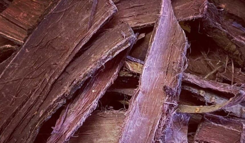 mimosa hostilis root bark