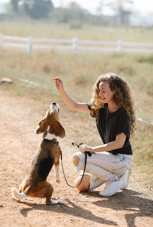 Dog Behaviors